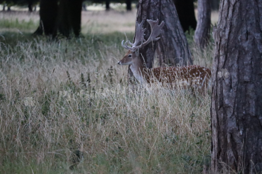 Deer in Phoenix Park in Dublin 1