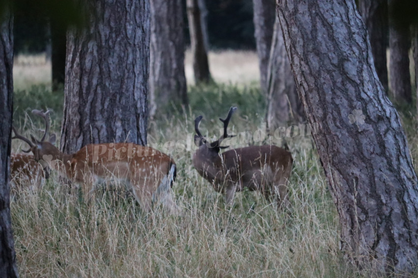 Deer in Phoenix Park in Dublin 2