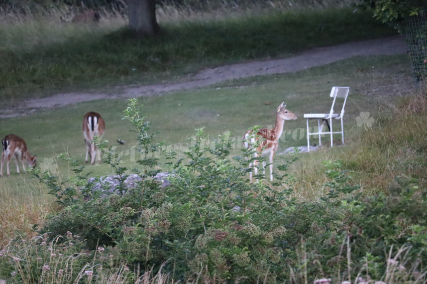 Deer in Phoenix Park in Dublin 4