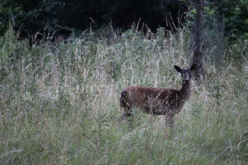 Deer in Phoenix Park in Dublin 3