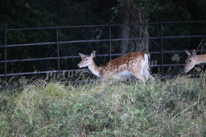 Deer in Phoenix Park in Dublin 5