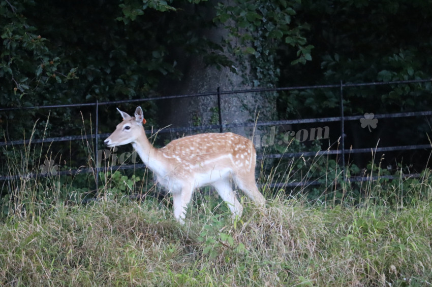 Deer in Phoenix Park in Dublin 6