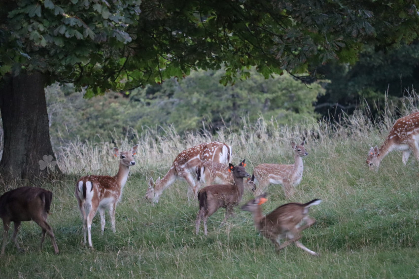 Deer in Phoenix Park in Dublin 8