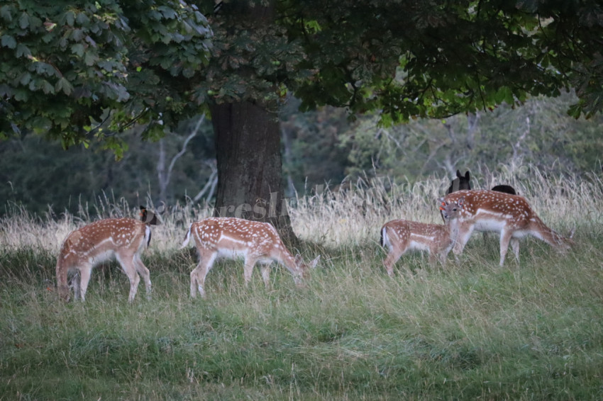 Deer in Phoenix Park in Dublin 11