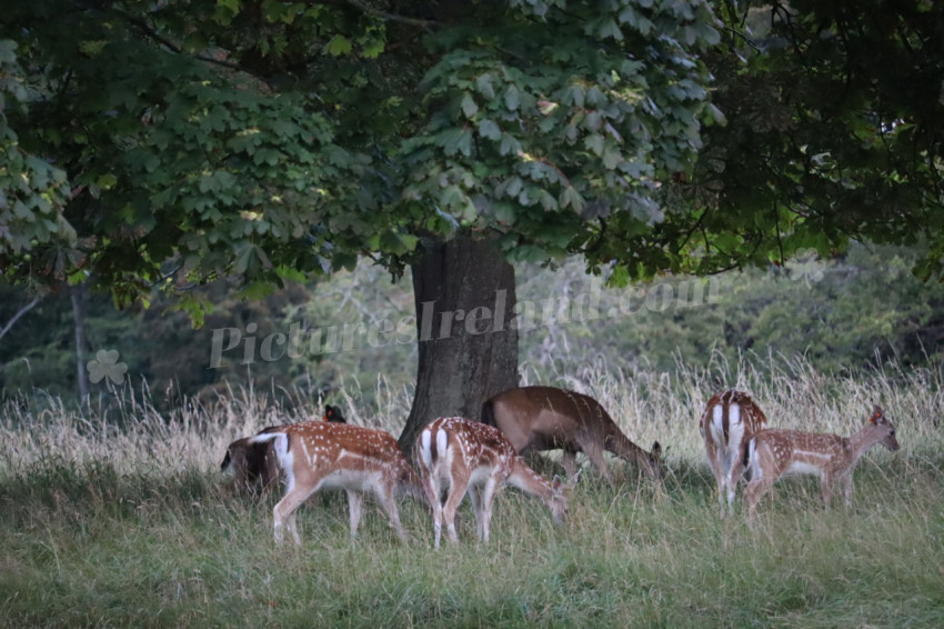 Deer in Phoenix Park in Dublin 10
