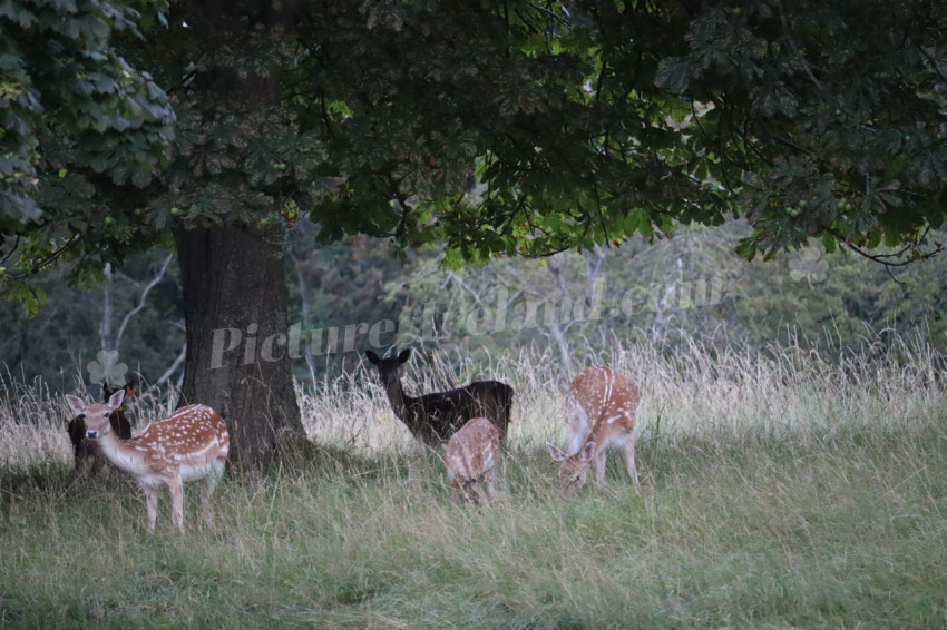 Deer in Phoenix Park in Dublin 12