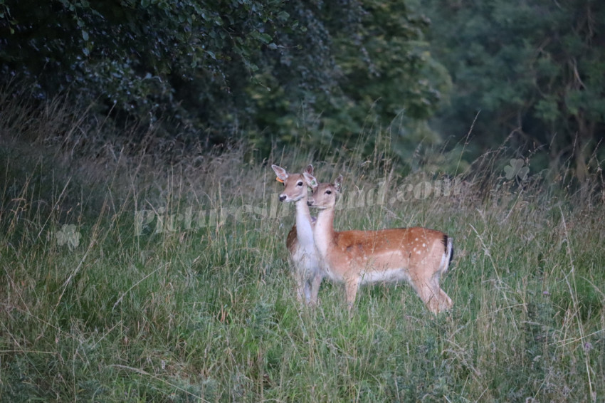 Deer in Phoenix Park in Dublin 14