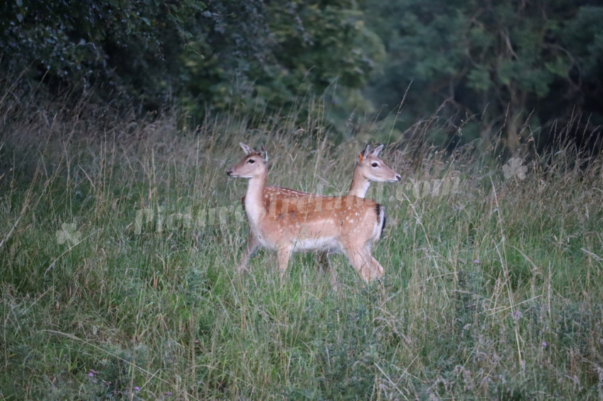 Deer in Phoenix Park in Dublin 15