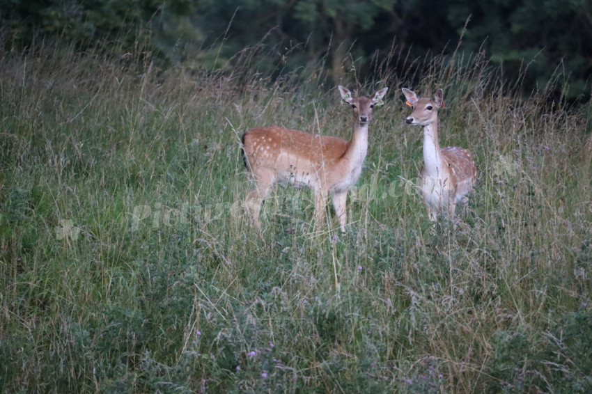 Deer in Phoenix Park in Dublin 16