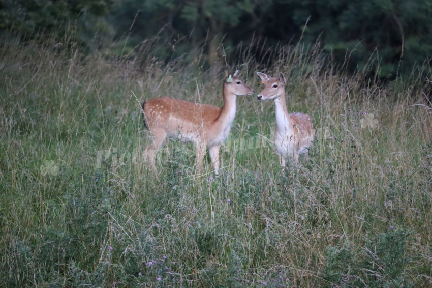 Deer in Phoenix Park in Dublin 17