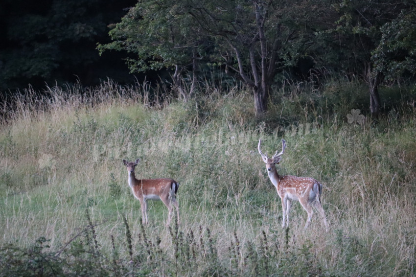 Deer in Phoenix Park in Dublin 13