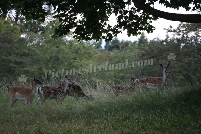 Deer in Phoenix Park in Dublin 19