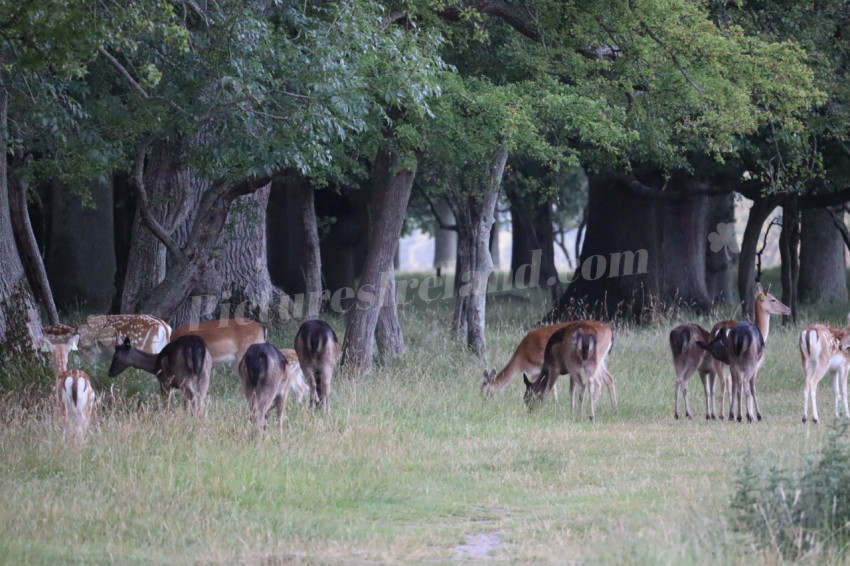 Deer in Phoenix Park in Dublin 21