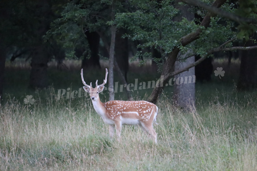 Deer in Phoenix Park in Dublin 22