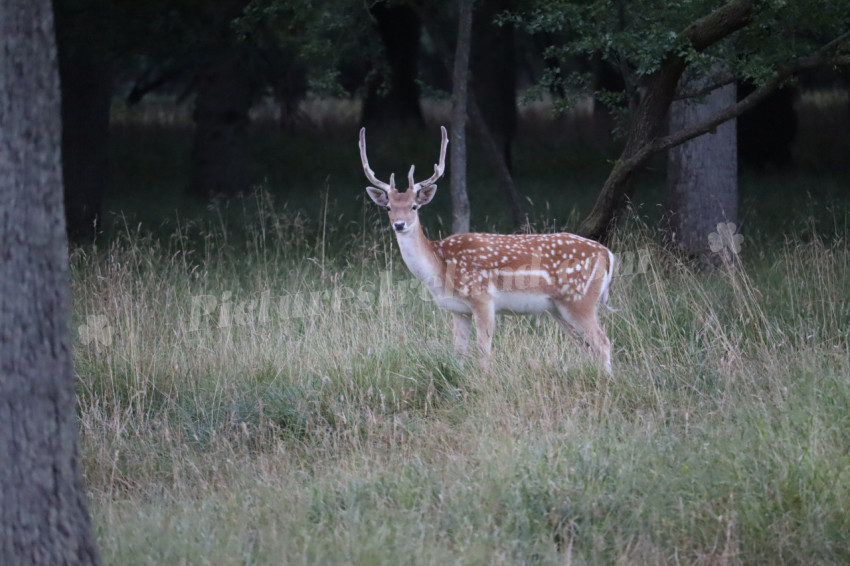 Deer in Phoenix Park in Dublin 23