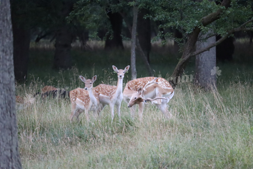 Deer in Phoenix Park in Dublin 32