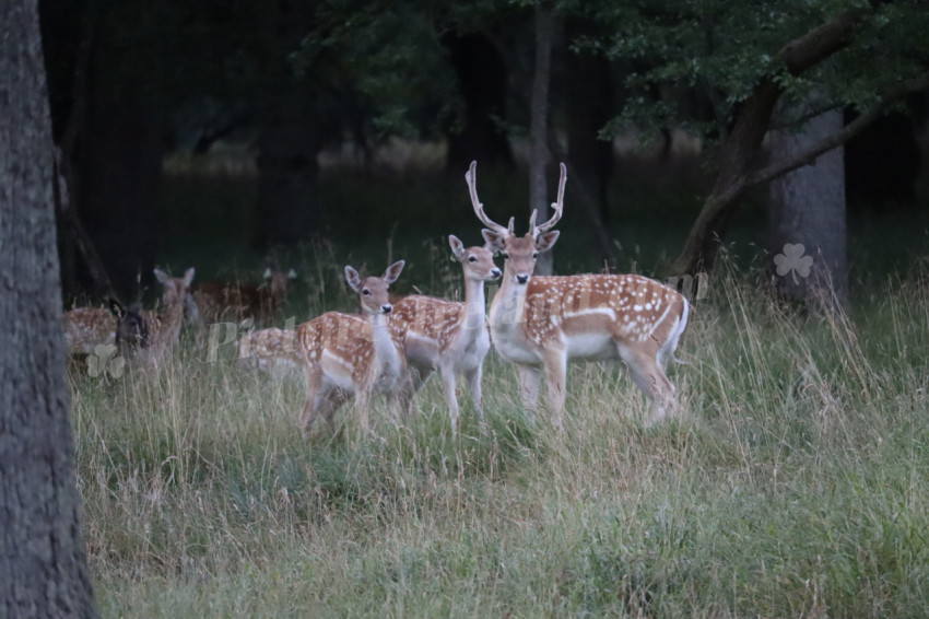 Deer in Phoenix Park in Dublin 33