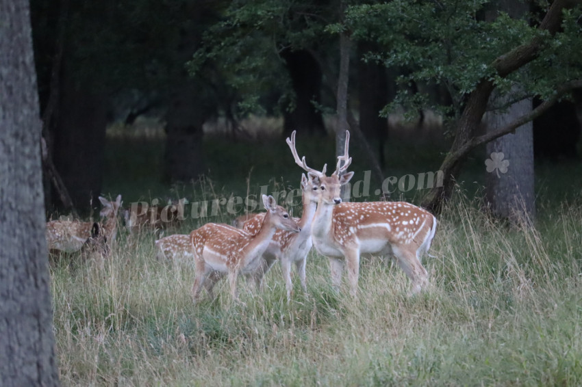 Deer in Phoenix Park in Dublin 34