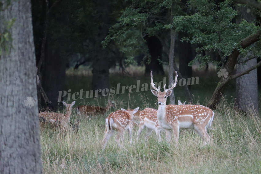 Deer in Phoenix Park in Dublin 35