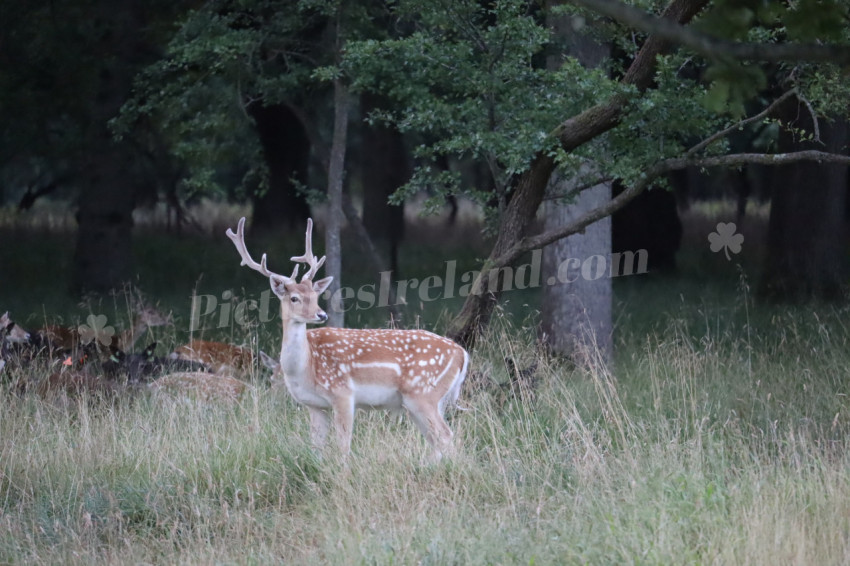 Deer in Phoenix Park in Dublin 36