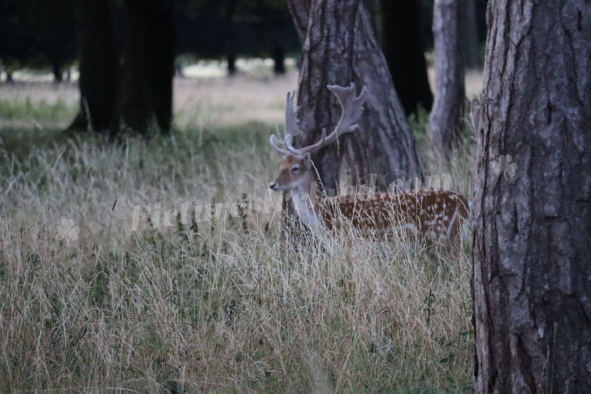 Deer in Phoenix Park in Dublin