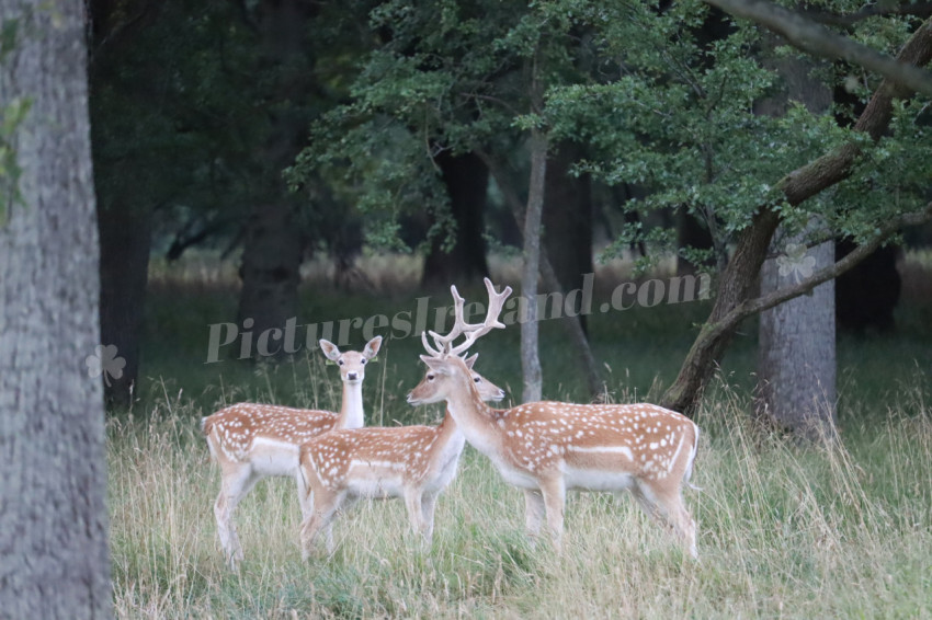 Deer in Phoenix Park in Dublin 26