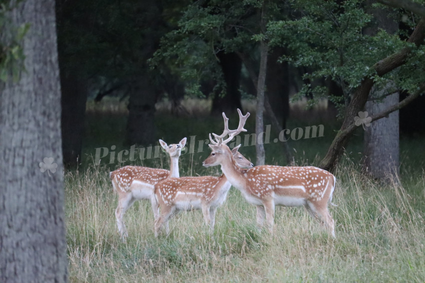 Deer in Phoenix Park in Dublin 27