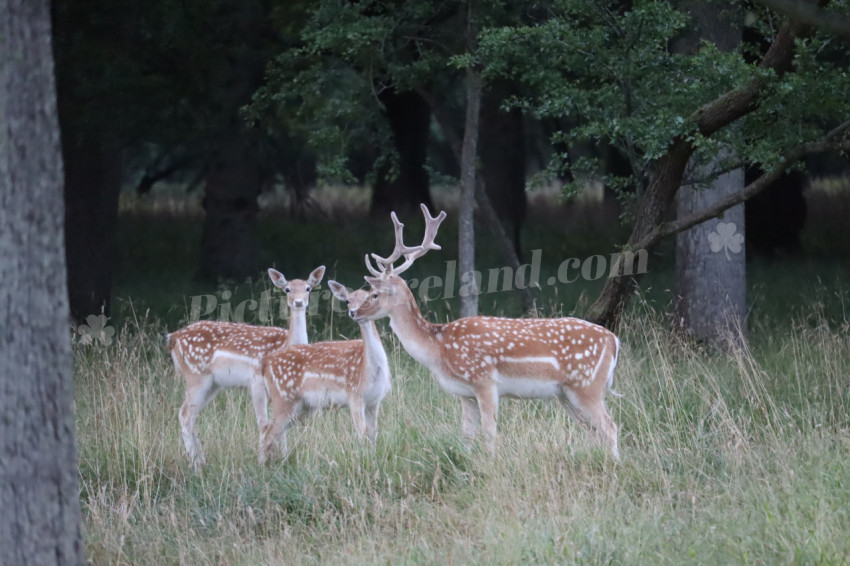 Deer in Phoenix Park in Dublin 28