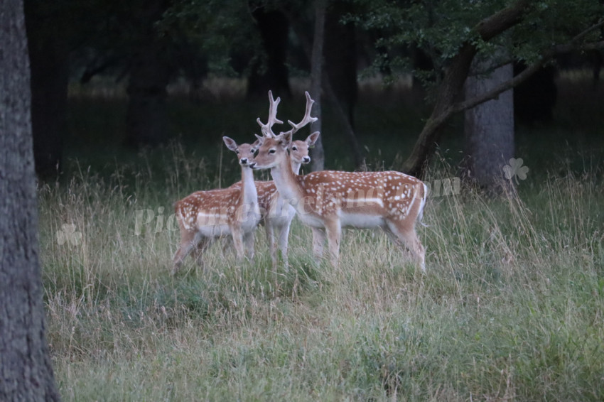 Deer in Phoenix Park in Dublin 30