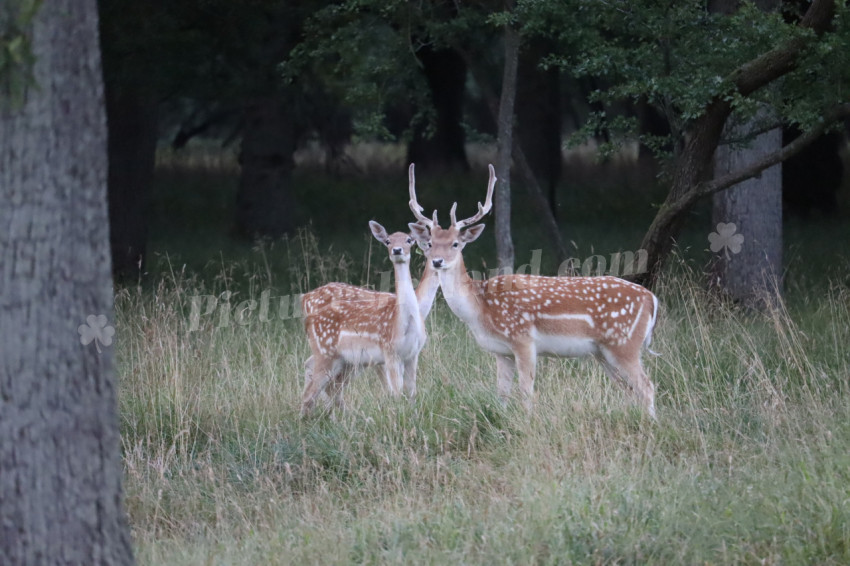 Deer in Phoenix Park in Dublin 29