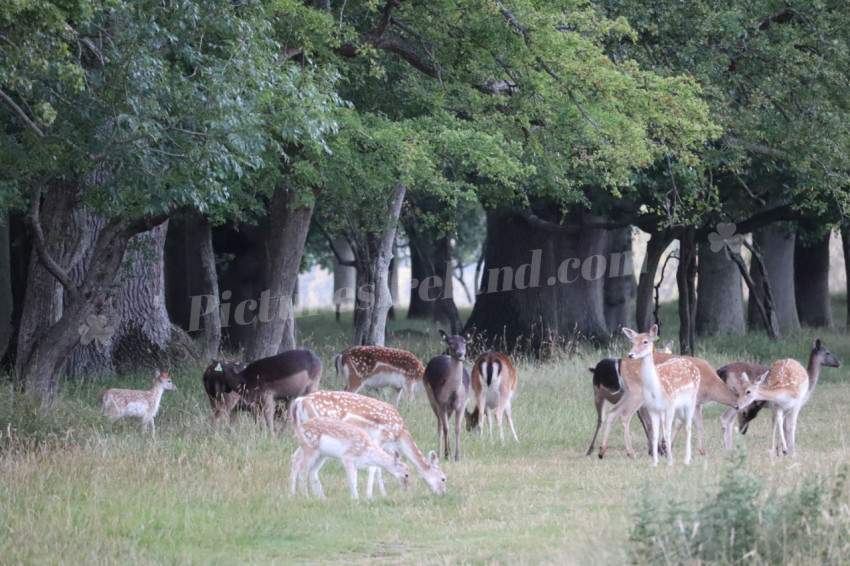 Deer in Phoenix Park in Dublin 31