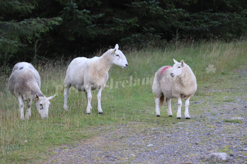 Sheep in Ireland 4