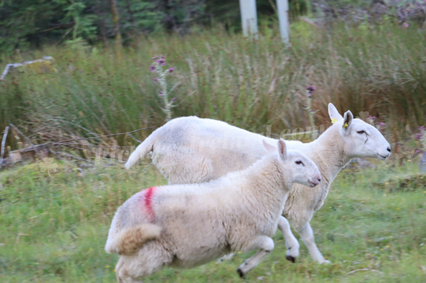 Sheep in Ireland 6