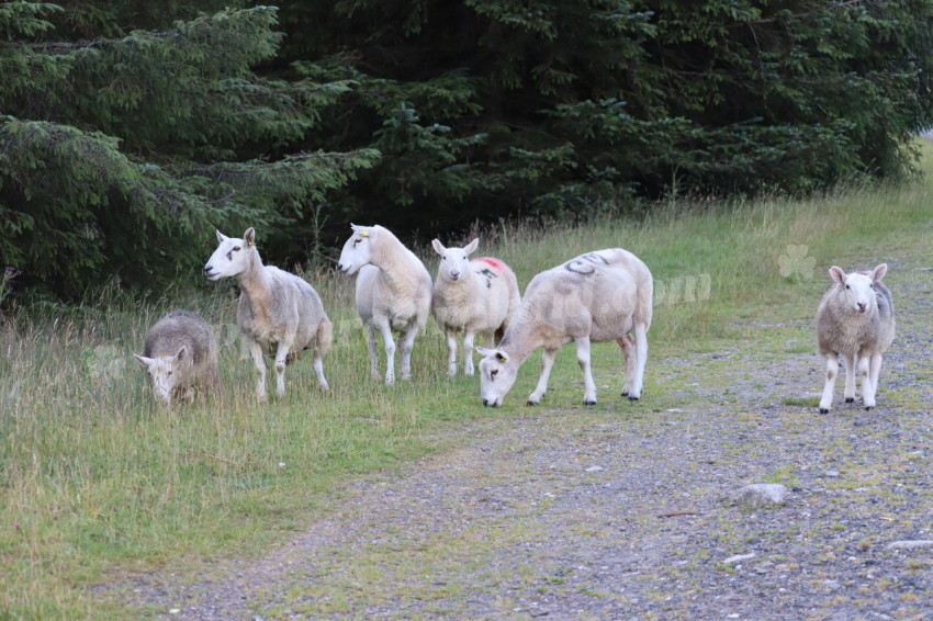 Sheep in Ireland