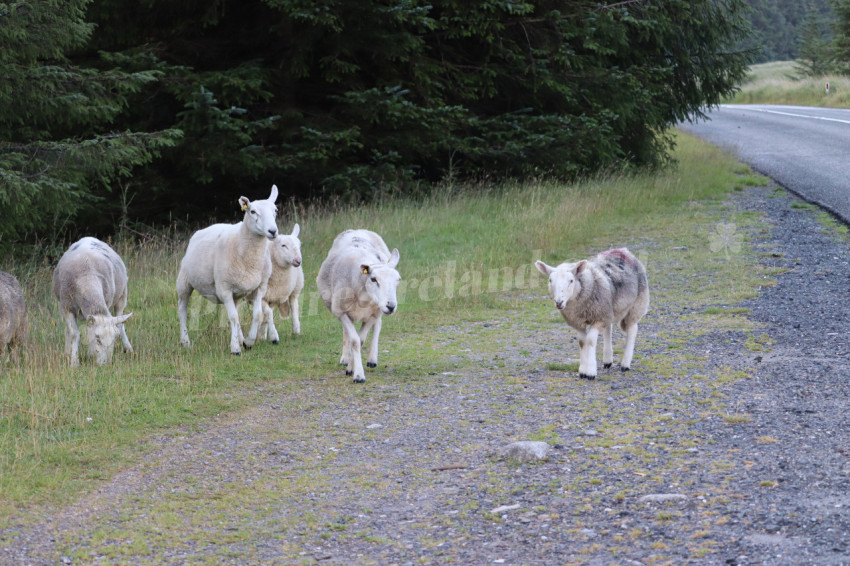 Sheep in Ireland 1