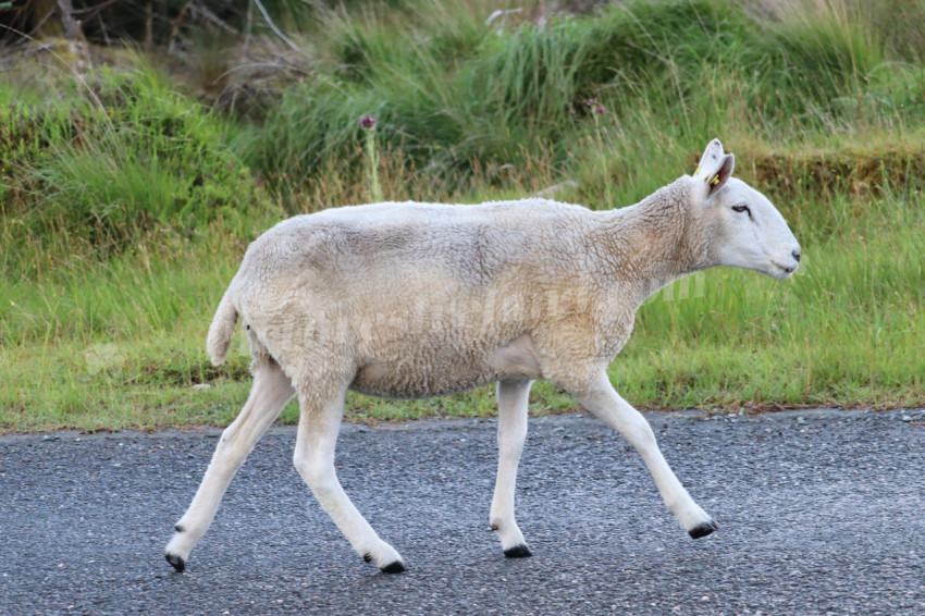 Sheep in Ireland 2