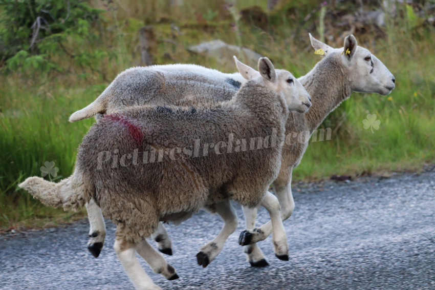 Sheep in Ireland 7