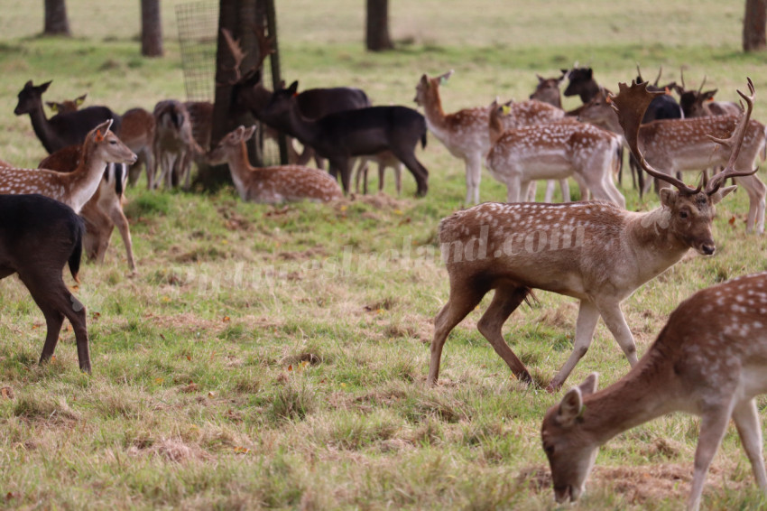 Deers in Phoenix Park in Dublin