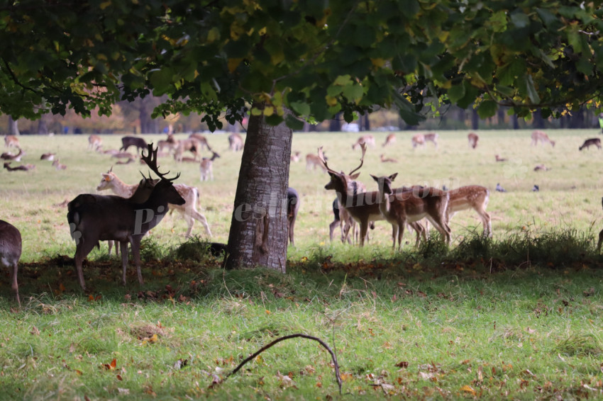Deers in Phoenix Park in Dublin