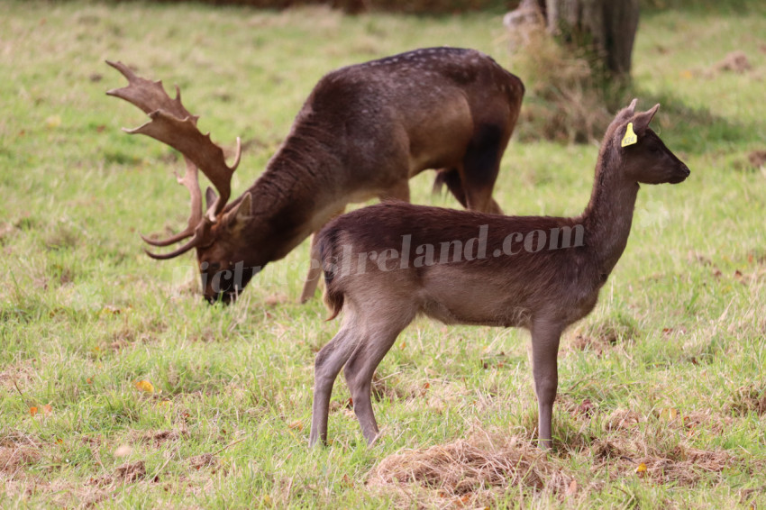 Deers in Phoenix Park in Dublin