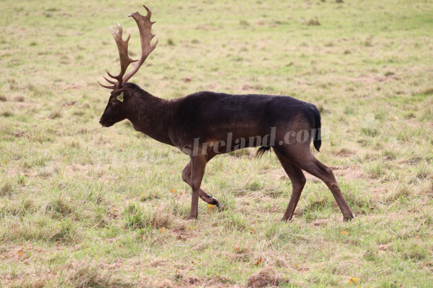 Deers in Phoenix Park in Dublin