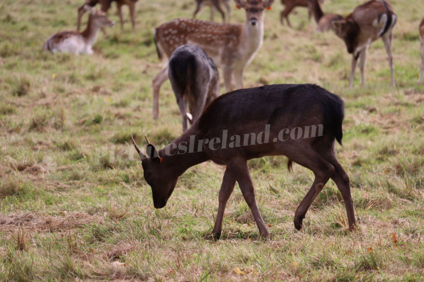 Deers in Phoenix Park in Dublin