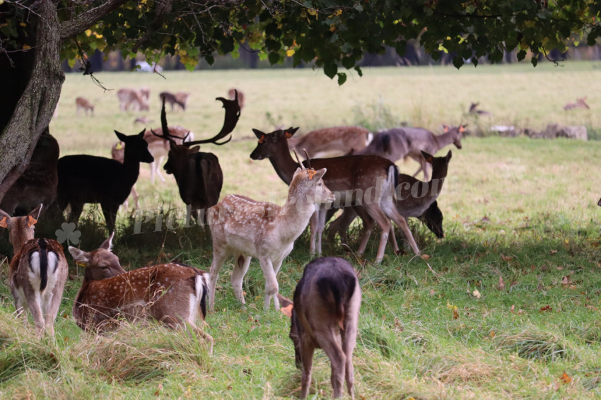 Deers in Phoenix Park in Dublin