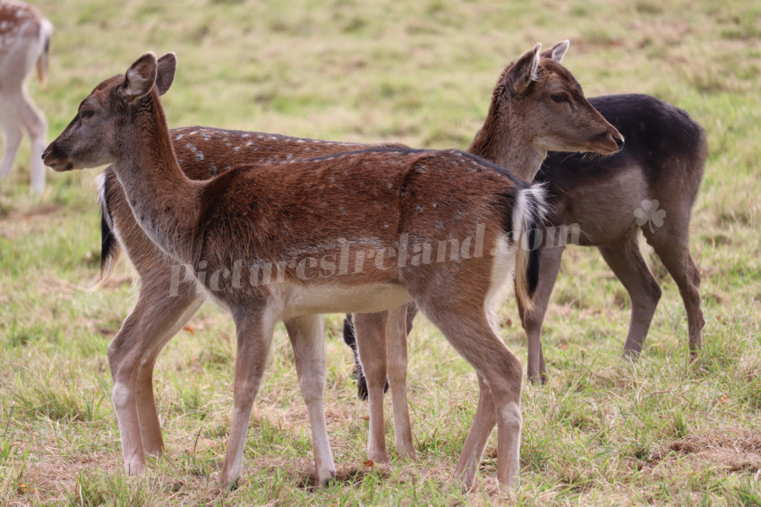 Deers in Phoenix Park in Dublin