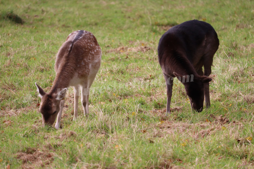 Deers in Phoenix Park in Dublin