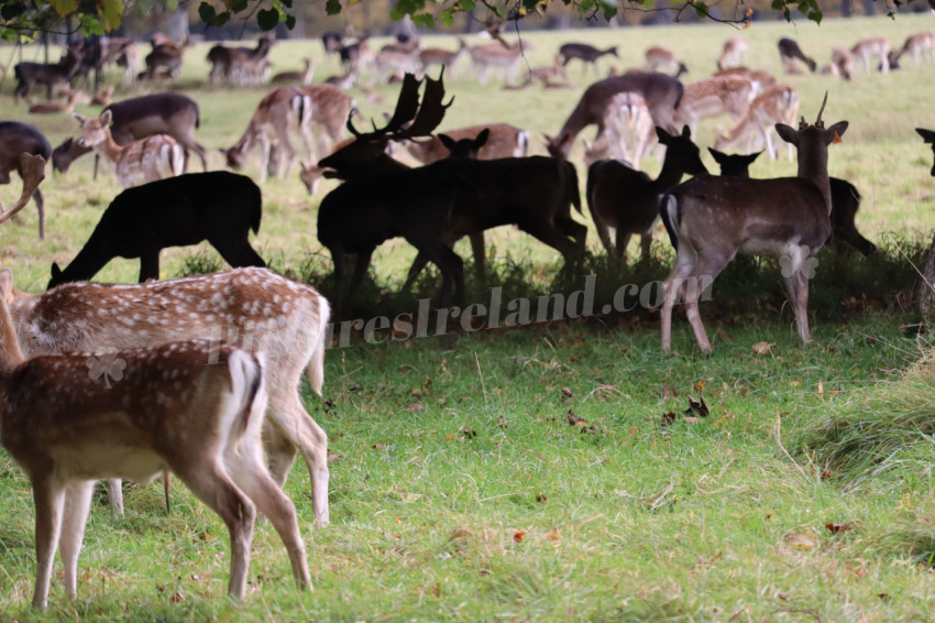 Deers in Phoenix Park in Dublin