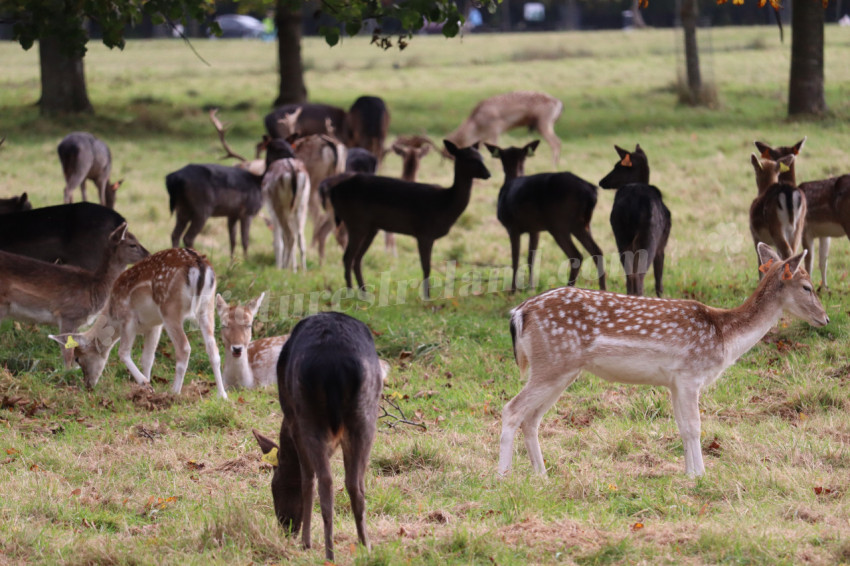 Deers in Phoenix Park in Dublin