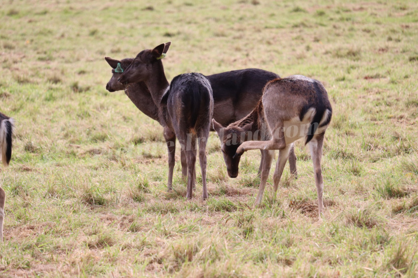 Deers in Phoenix Park in Dublin