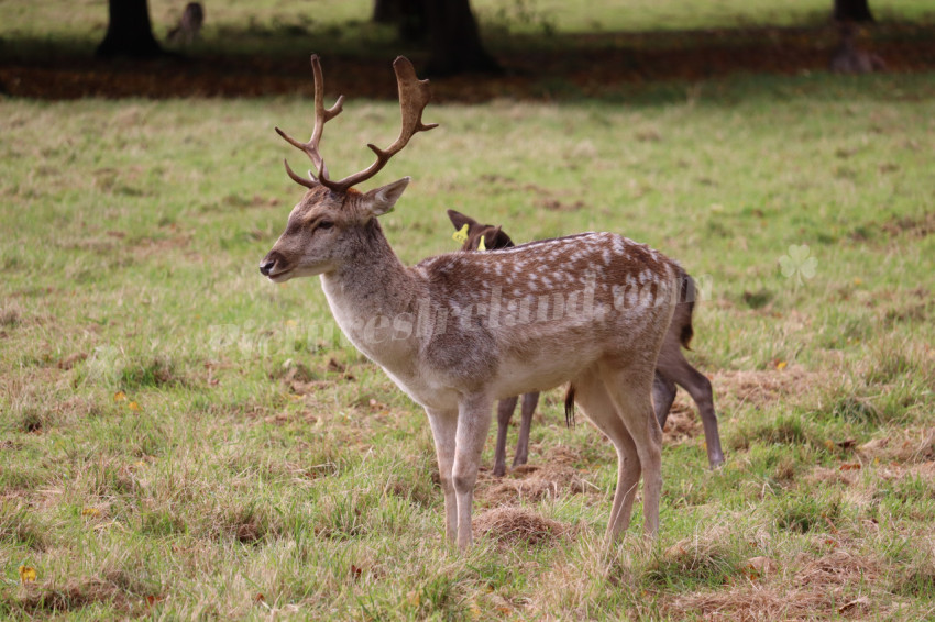 Deer in Phoenix Park in Dublin