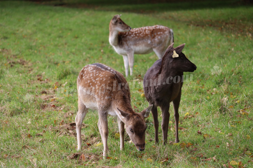 Deers in Phoenix Park in Dublin